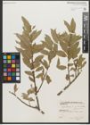 Foto von Salix triandra subsp. bornmuelleri (Hausskn.) A. K. Skvortsov